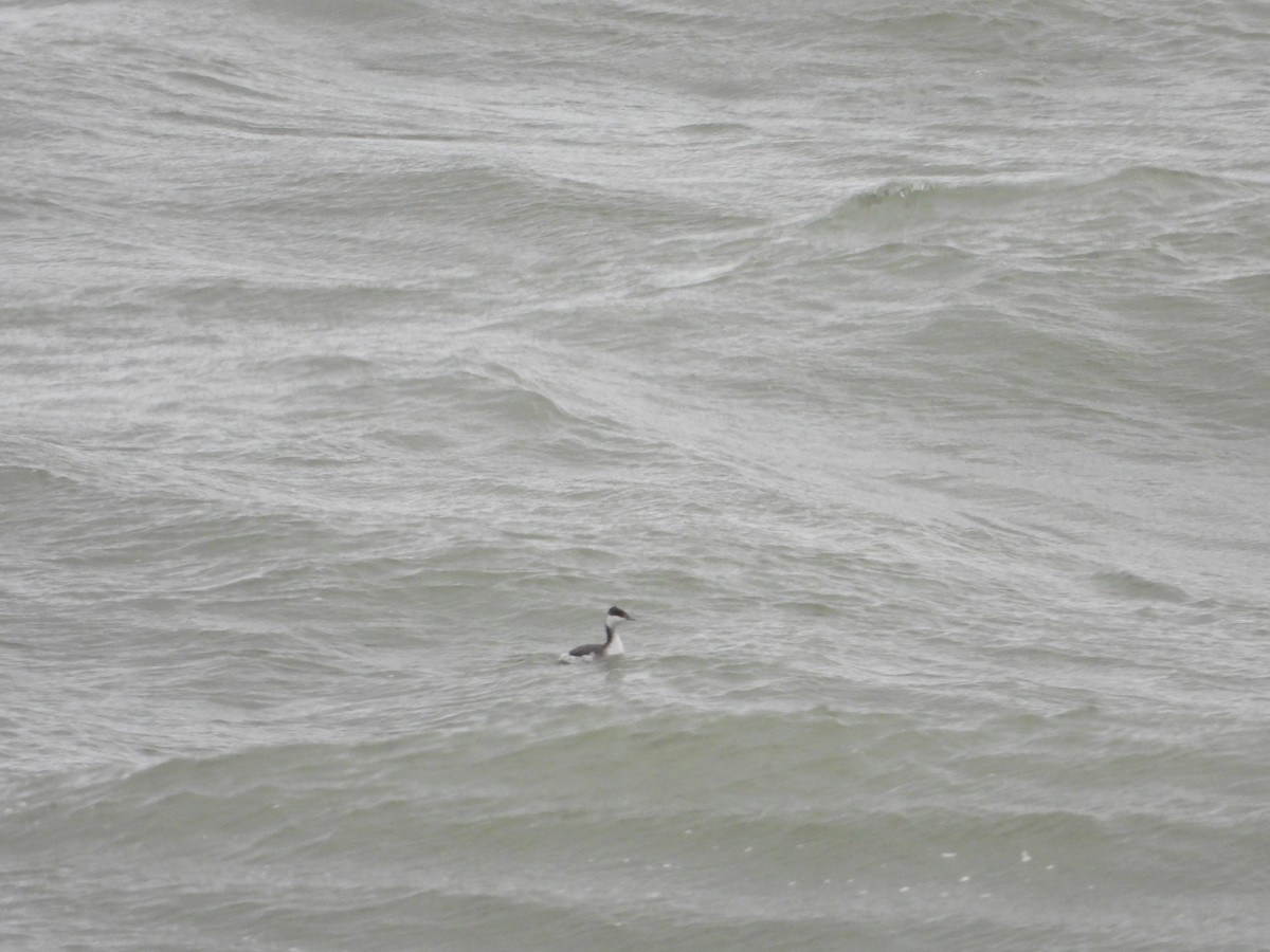 Horned Grebe - ML613221474