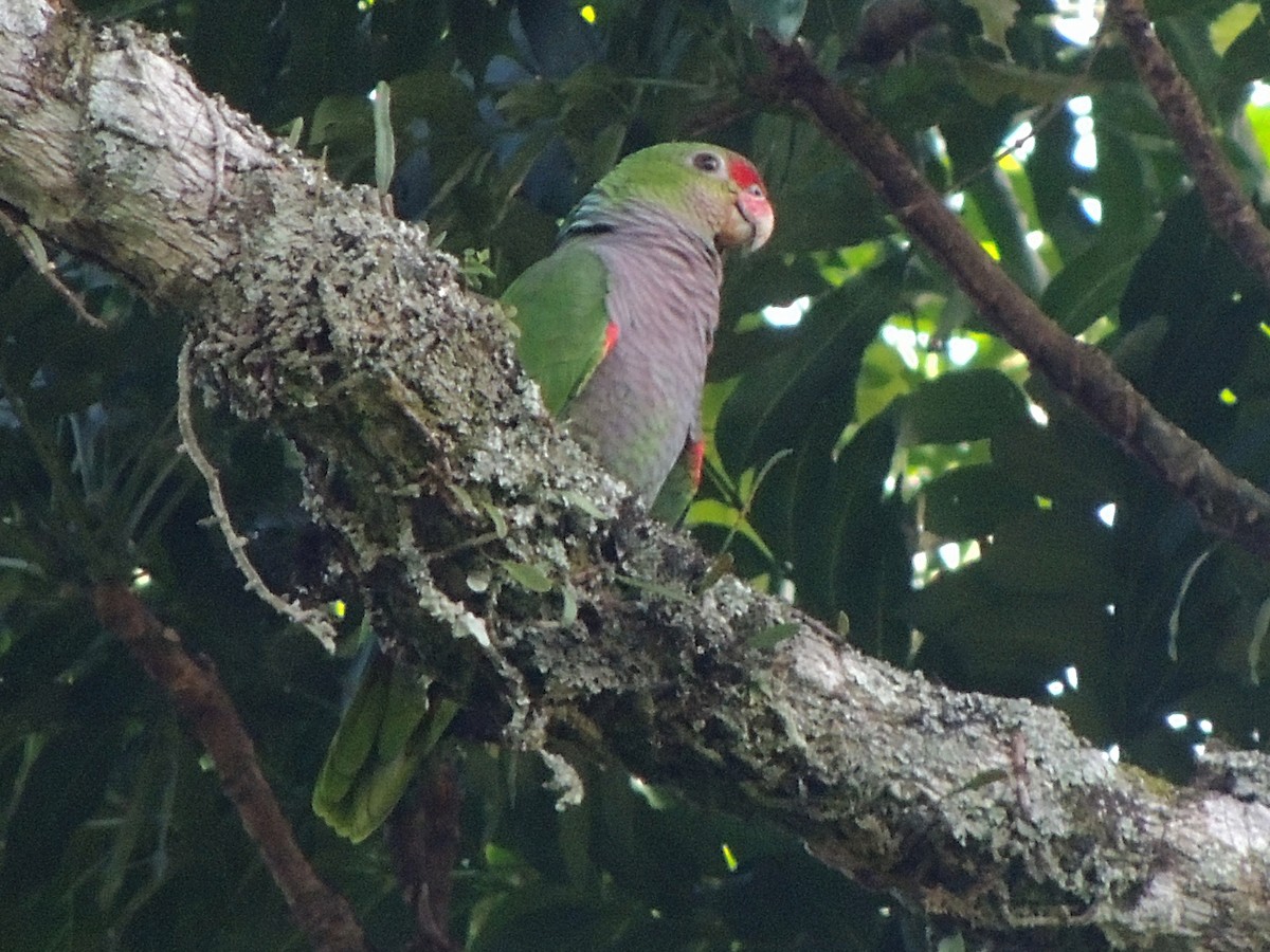 Vinaceous-breasted Parrot - ML613221483