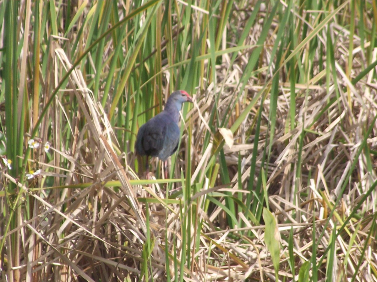 Gray-headed Swamphen - ML613221494