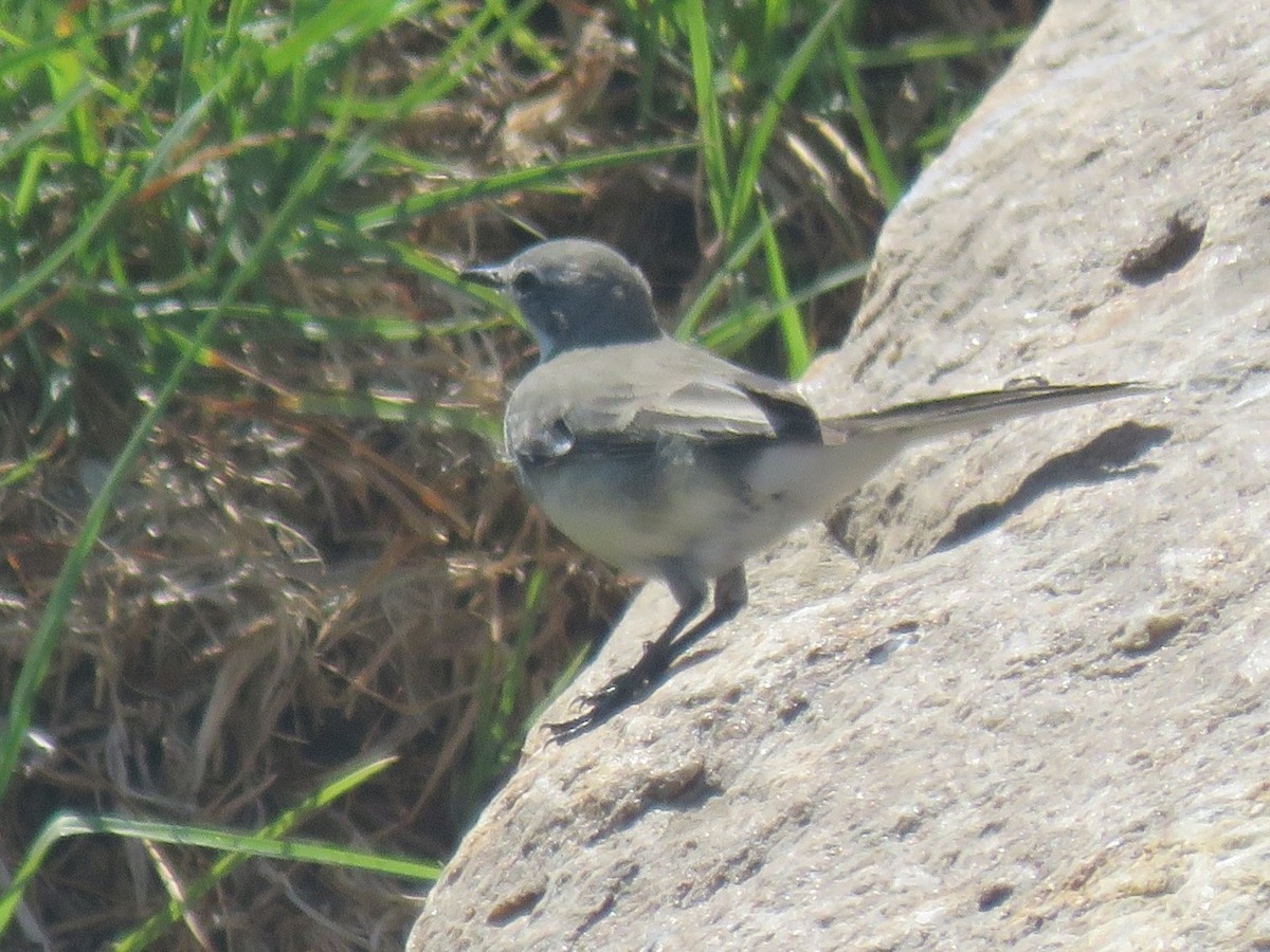 Cape Wagtail - Gareth Bain