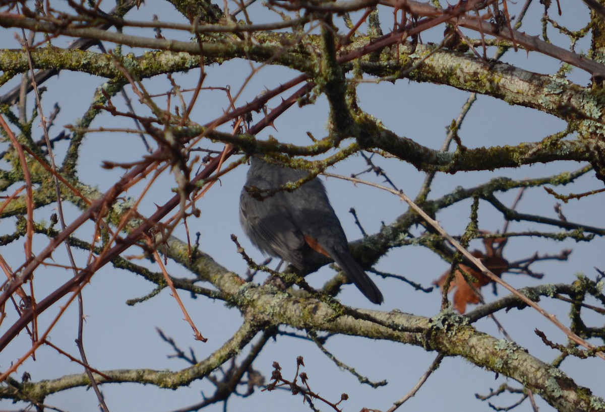 Gray Catbird - ML613221529