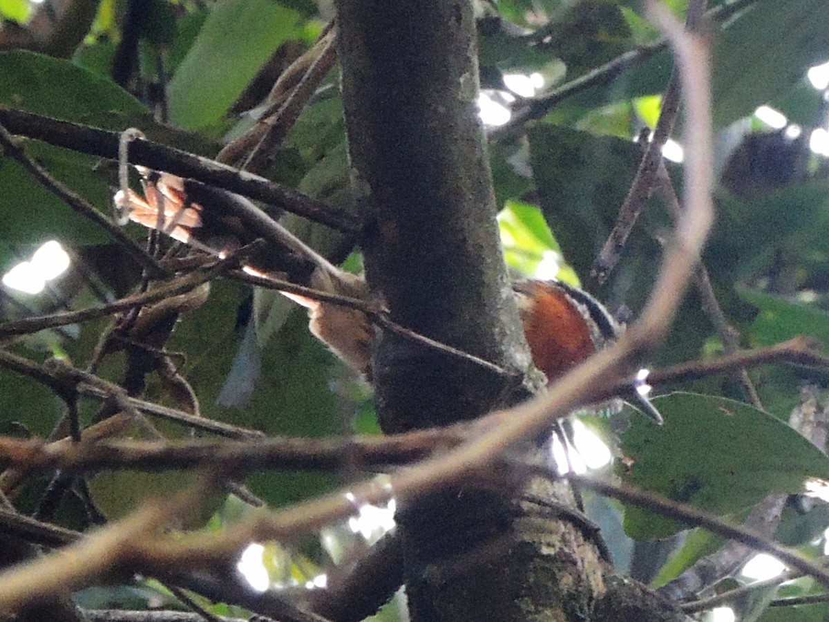 Bertoni's Antbird - Simón Pla García