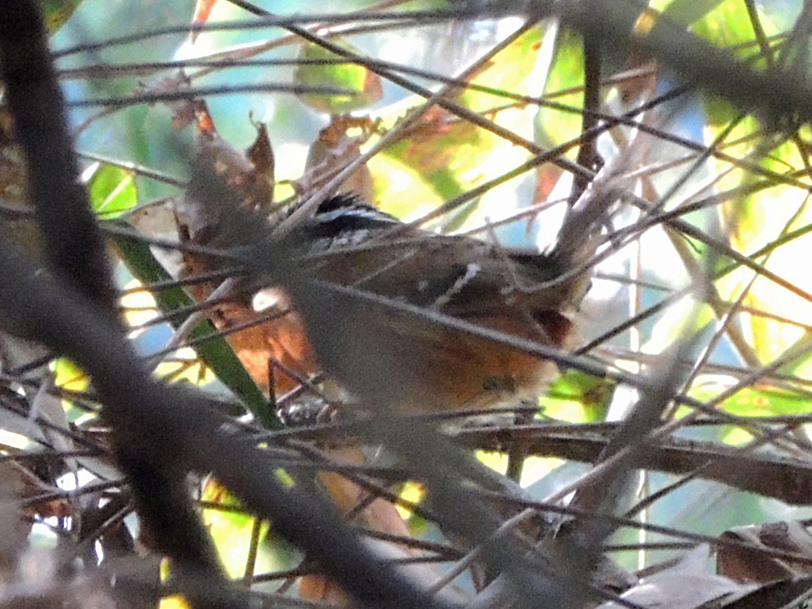 Bertoni's Antbird - Simón Pla García