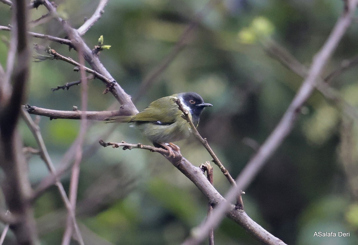 Black-faced Apalis - Fanis Theofanopoulos (ASalafa Deri) 🐐