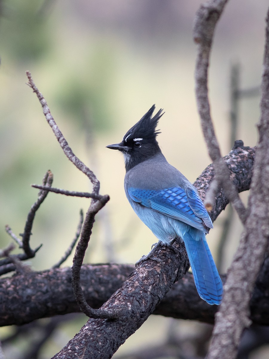 Steller's Jay - Dominick Fenech