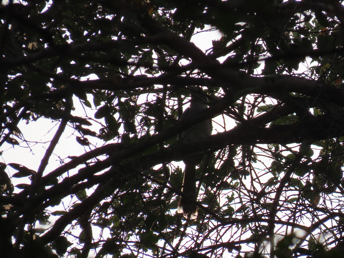 Indian Gray Hornbill - ML613221578