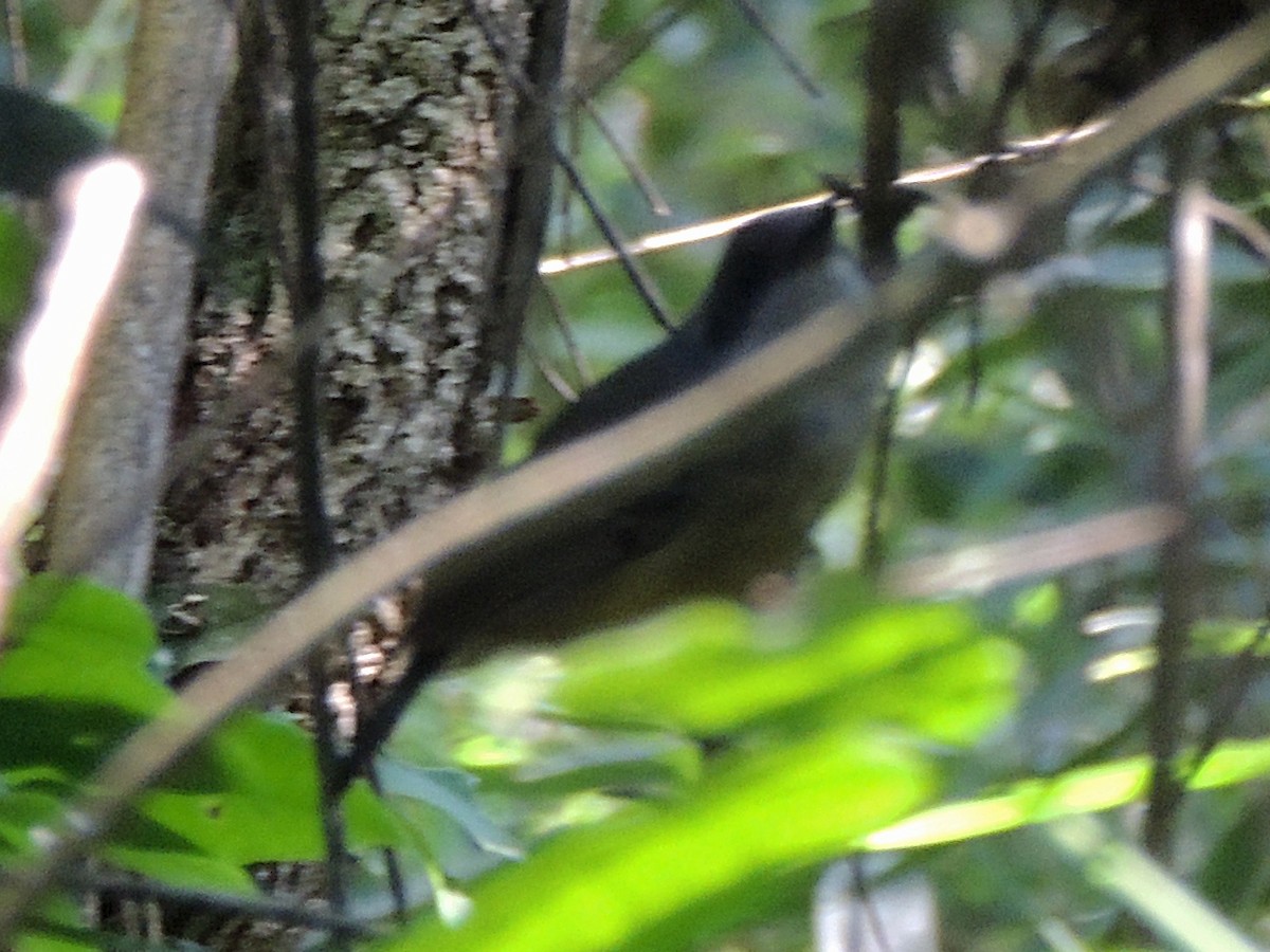 Plain Antvireo - ML613221593