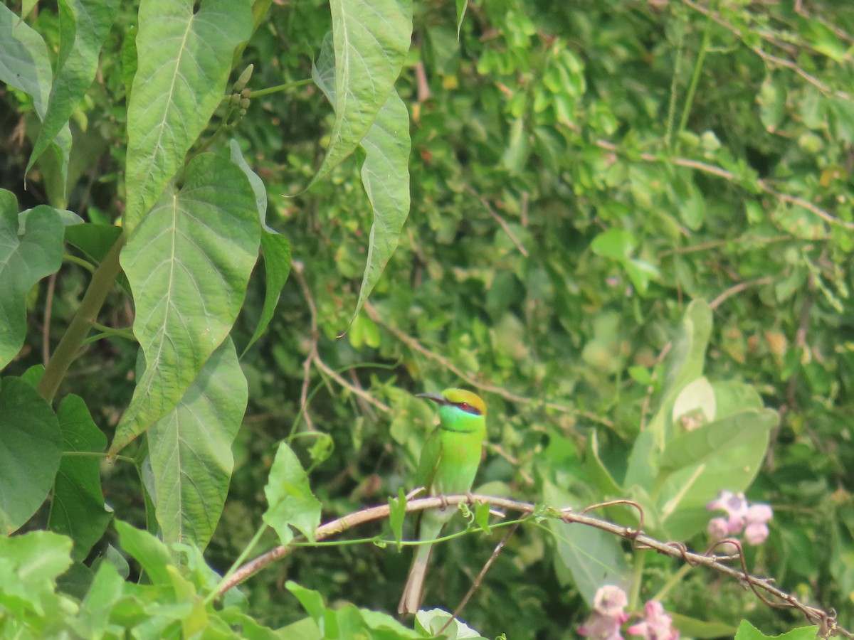 Asian Green Bee-eater - ML613221596
