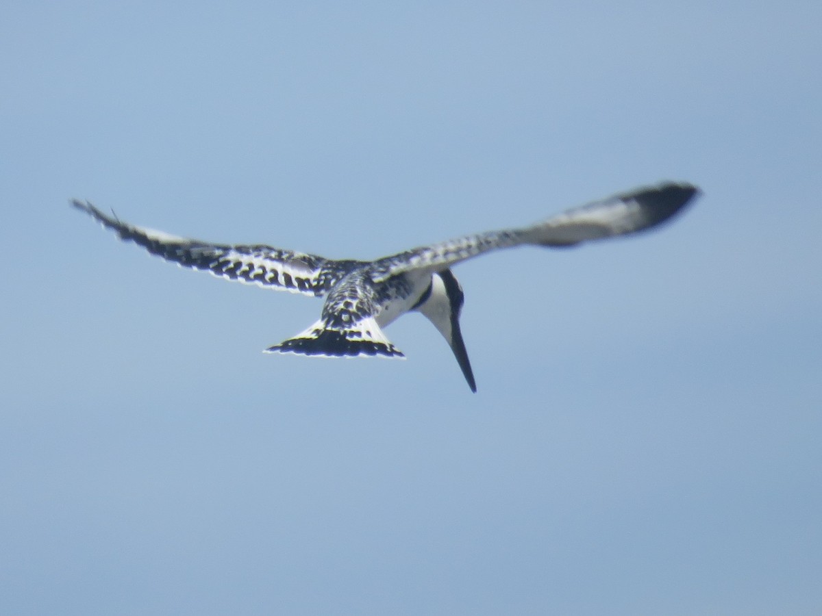 Pied Kingfisher - ML613221606