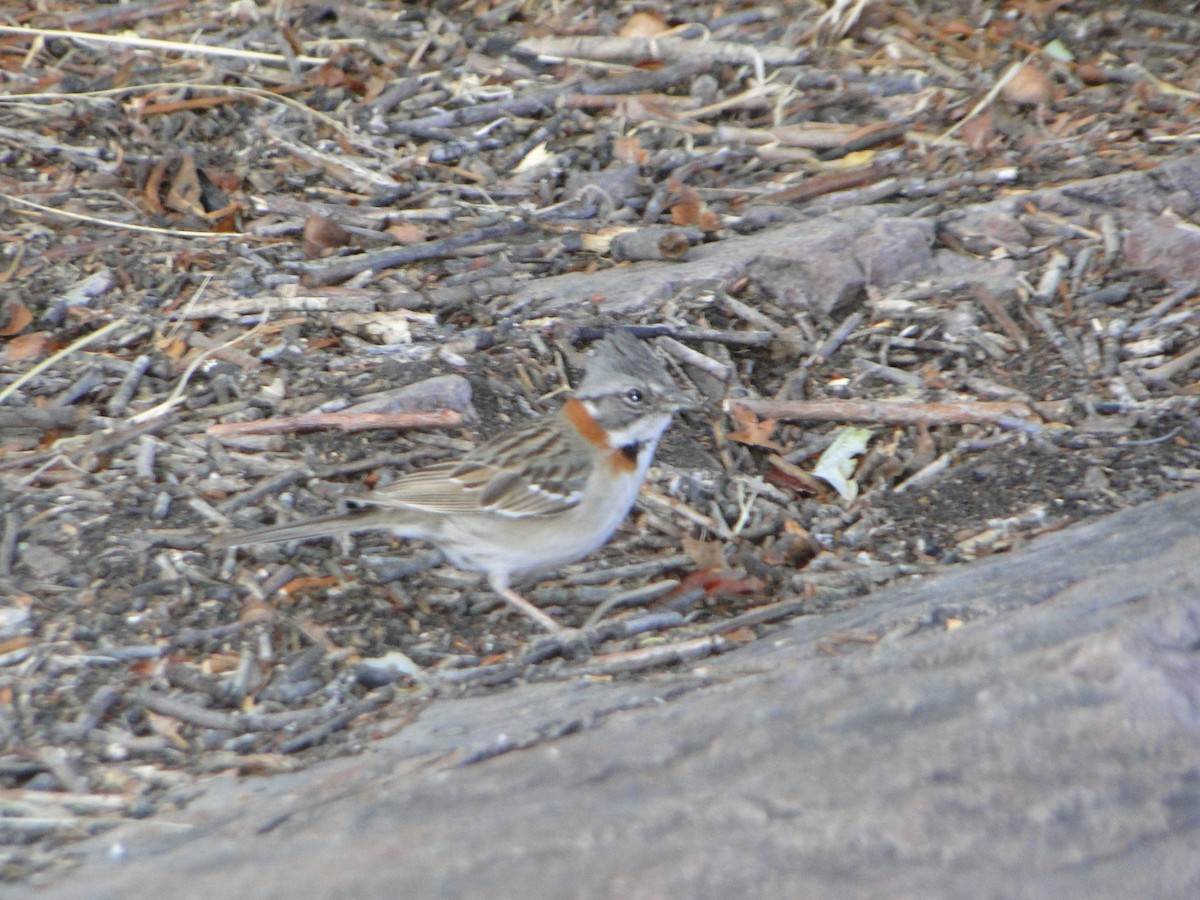 Rufous-collared Sparrow - ML613221650