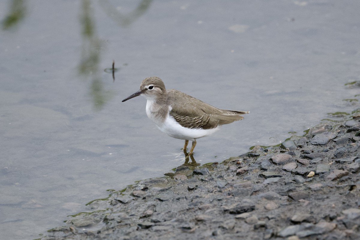 Spotted Sandpiper - ML613221653