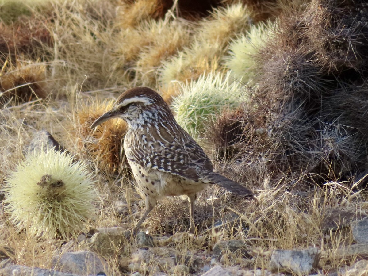 Cactus Wren - ML613221656