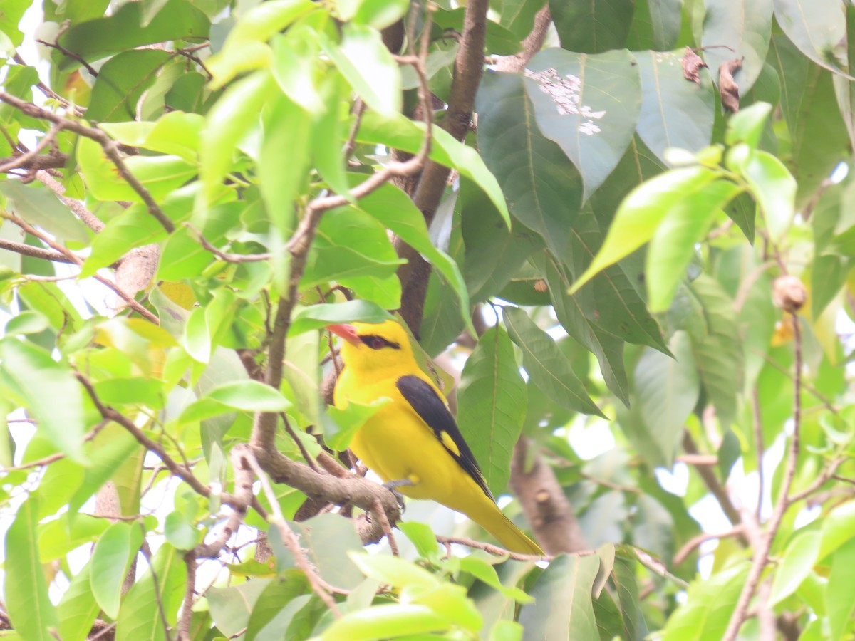 Indian Golden Oriole - ML613221671