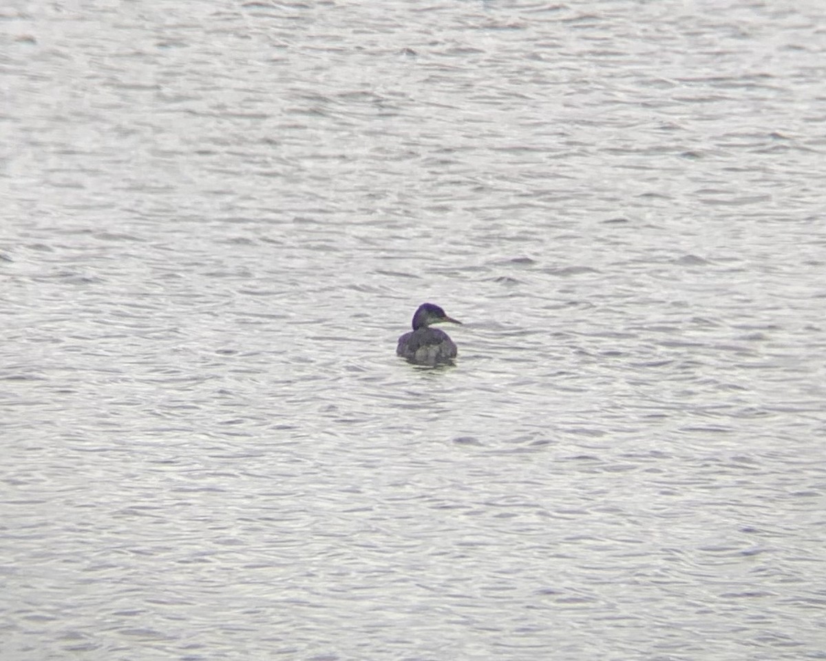 Red-necked Grebe - Shane Murphy