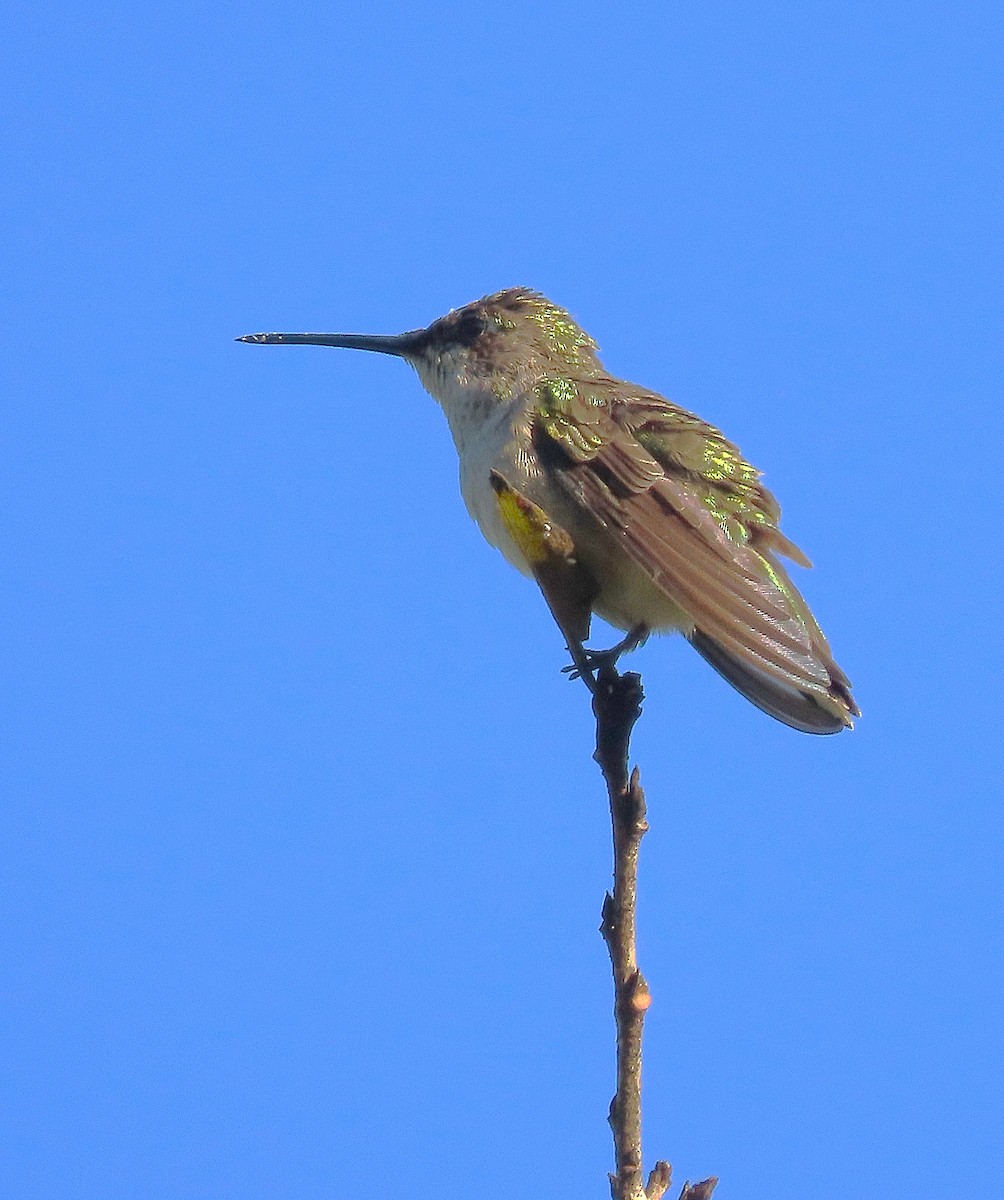 Ruby-throated Hummingbird - ML613221808