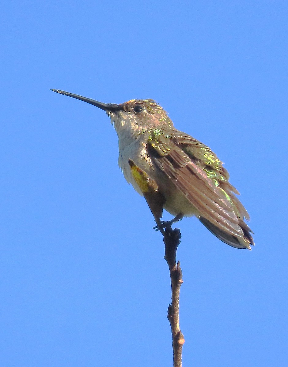 Ruby-throated Hummingbird - ML613221809
