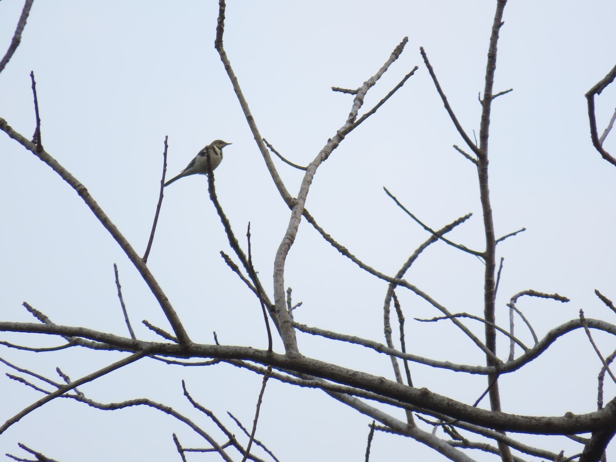Forest Wagtail - ML613221825