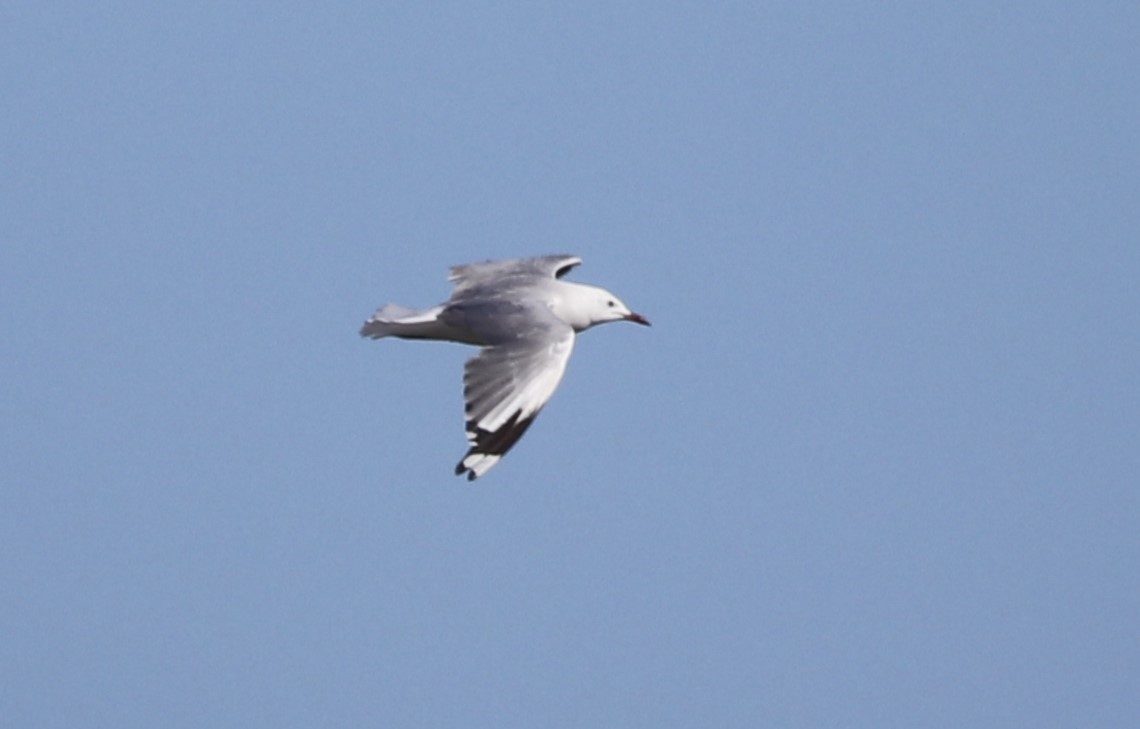 Mouette de Hartlaub - ML613221884