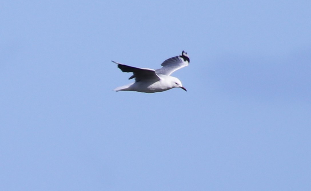 Hartlaub's Gull - ML613221885