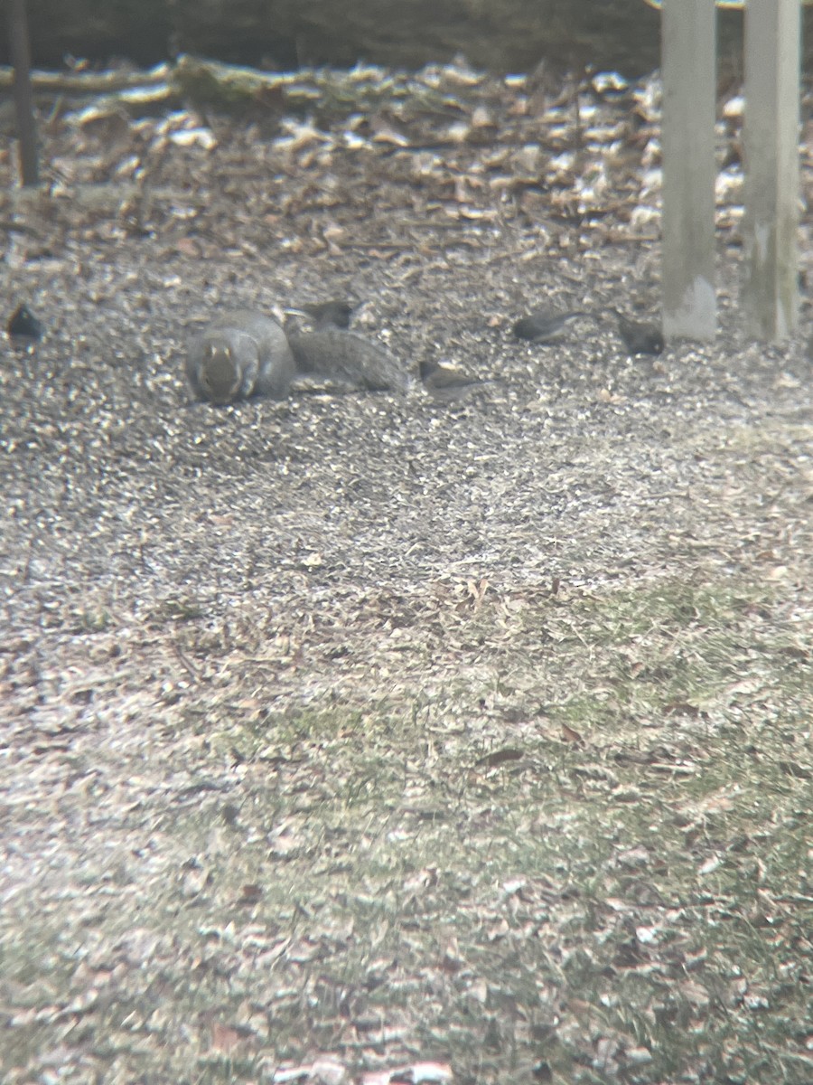 Dark-eyed Junco (Oregon) - ML613221903