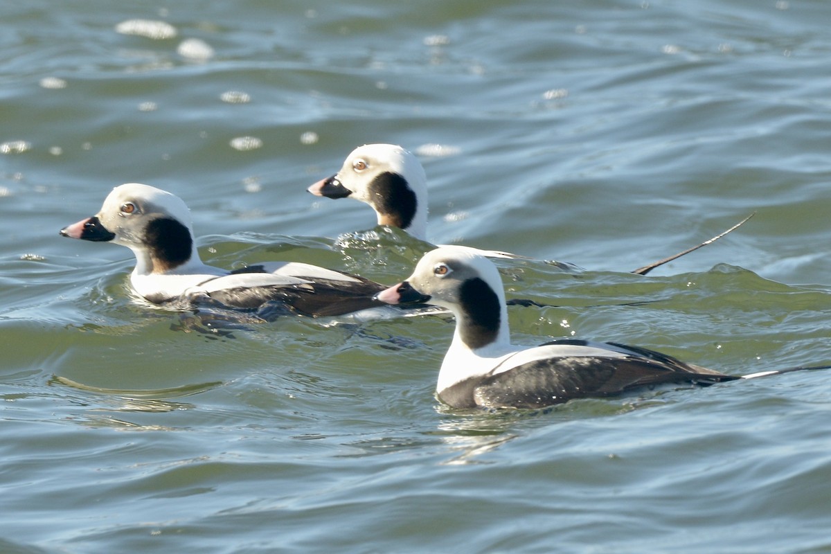 Long-tailed Duck - ML613222014