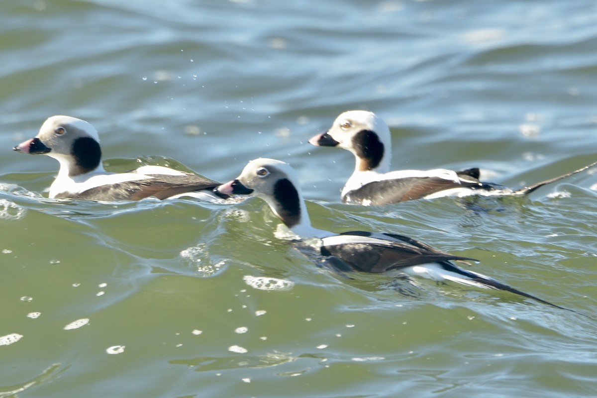 Long-tailed Duck - ML613222015