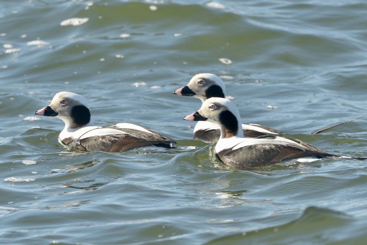 Long-tailed Duck - ML613222016