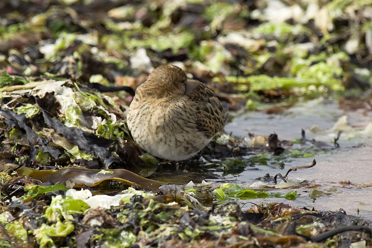 Dunlin - ML613222062