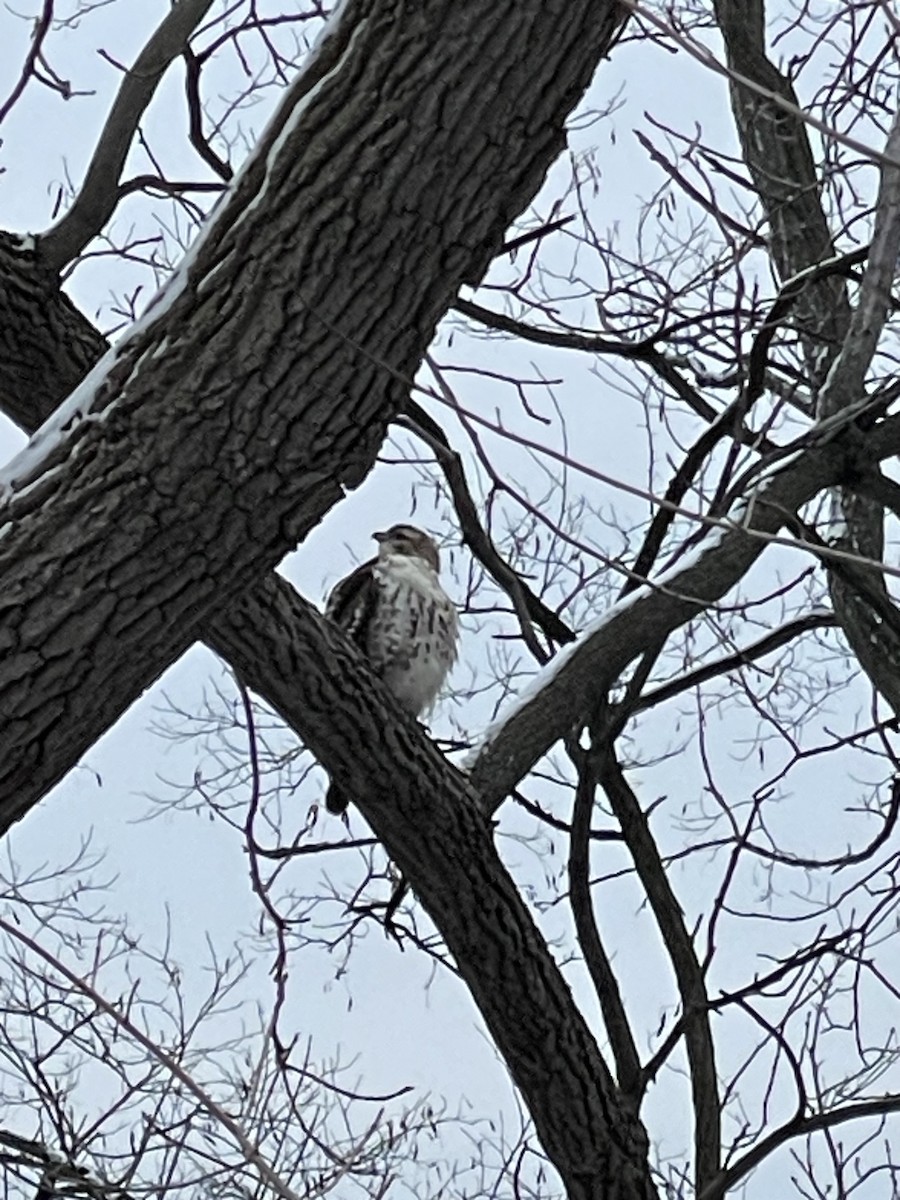 Cooper's Hawk/American Goshawk - ML613222076