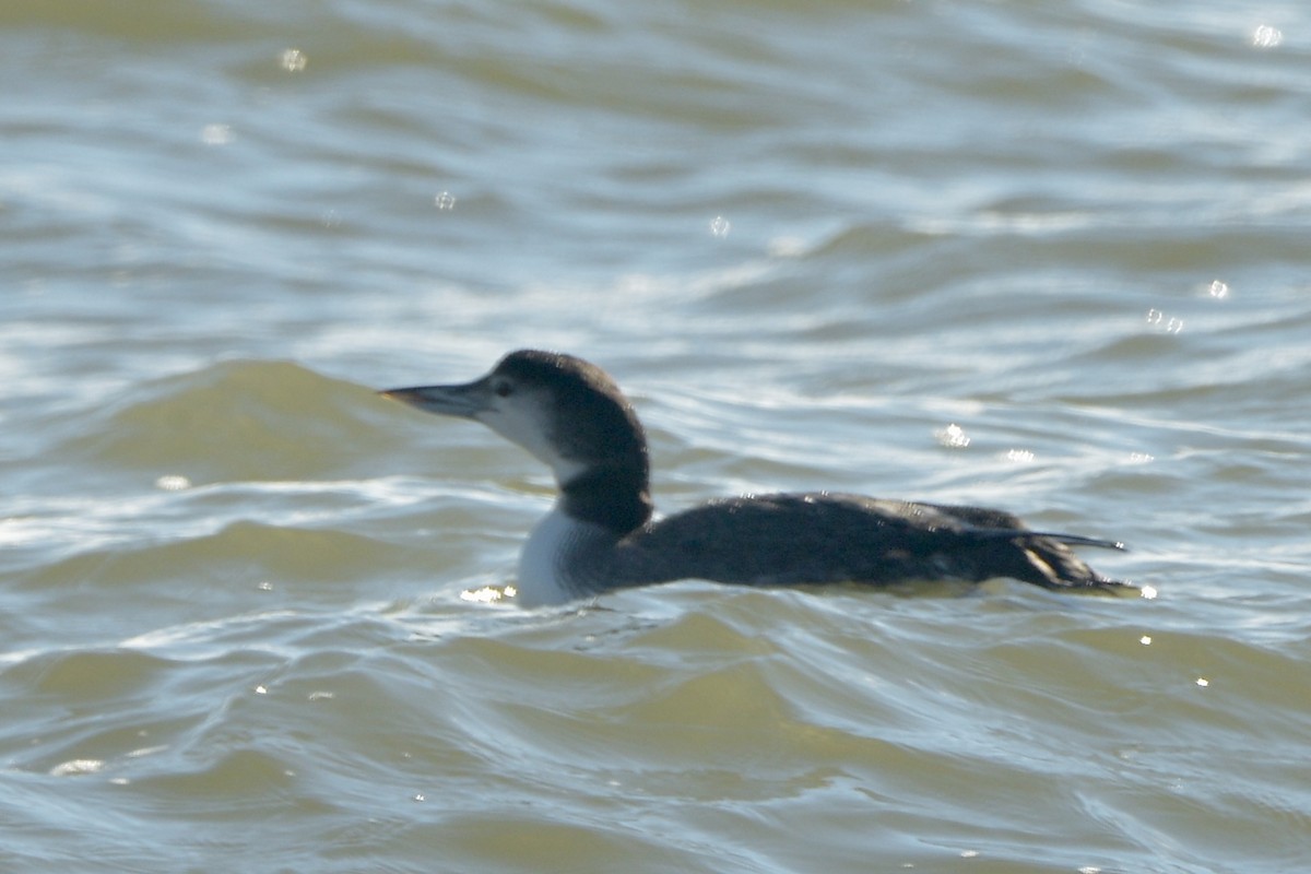 Plongeon huard - ML613222079