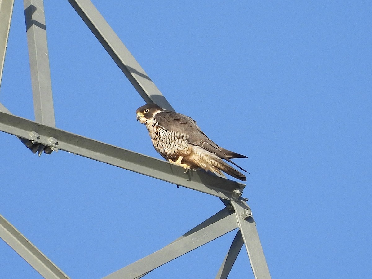 Peregrine Falcon - ML613222142