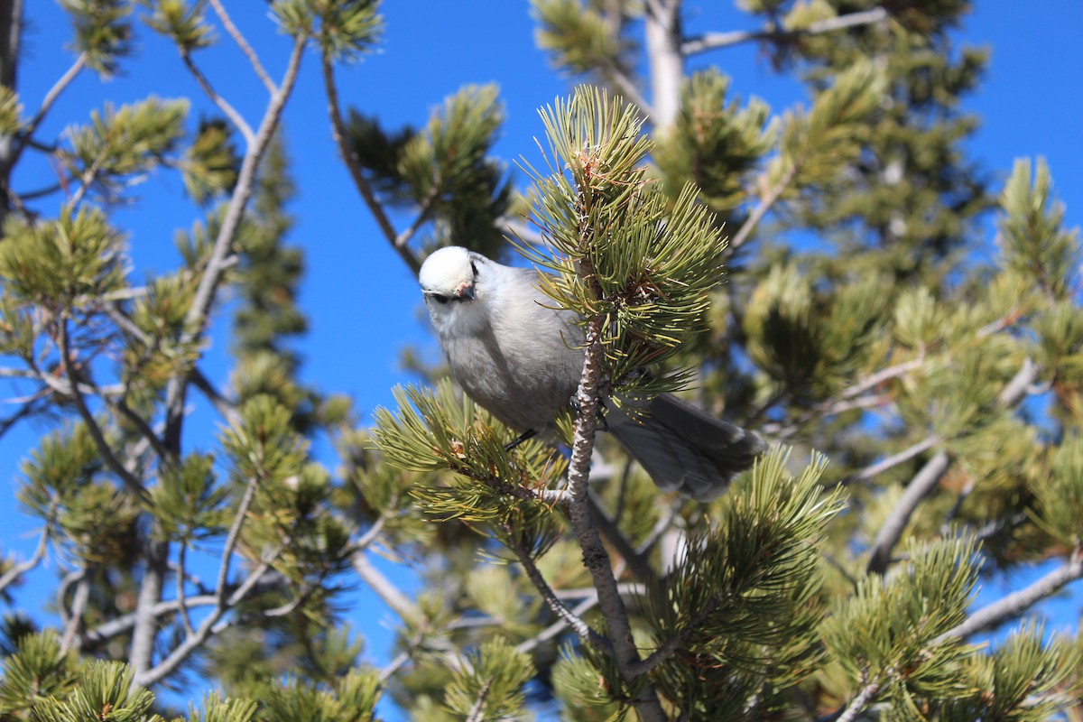 Canada Jay - ML613222150