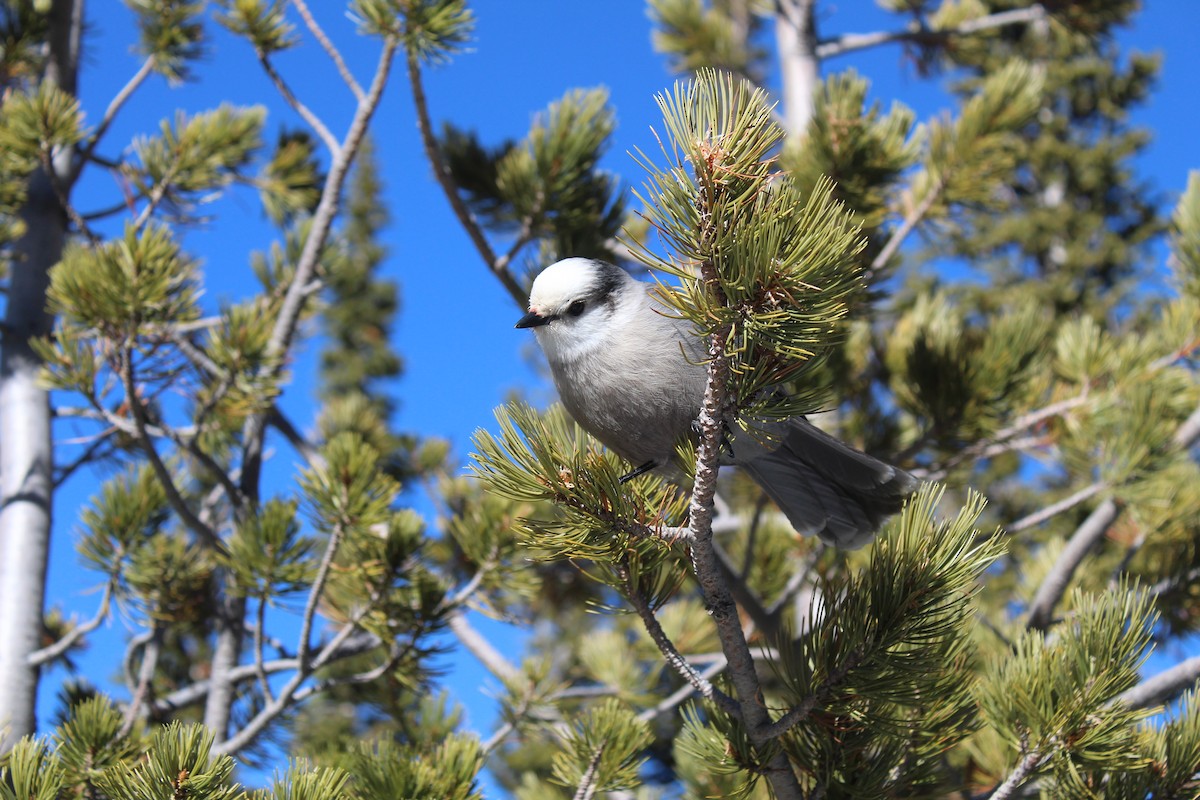 Canada Jay - ML613222151