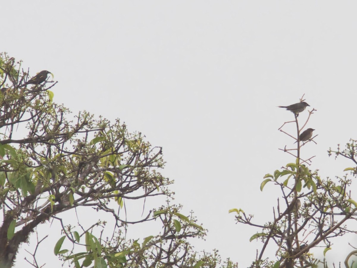 Yellow-eyed Starling - Eric Carpenter