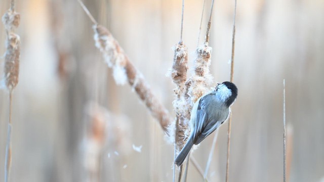 Mésange à tête noire - ML613222254