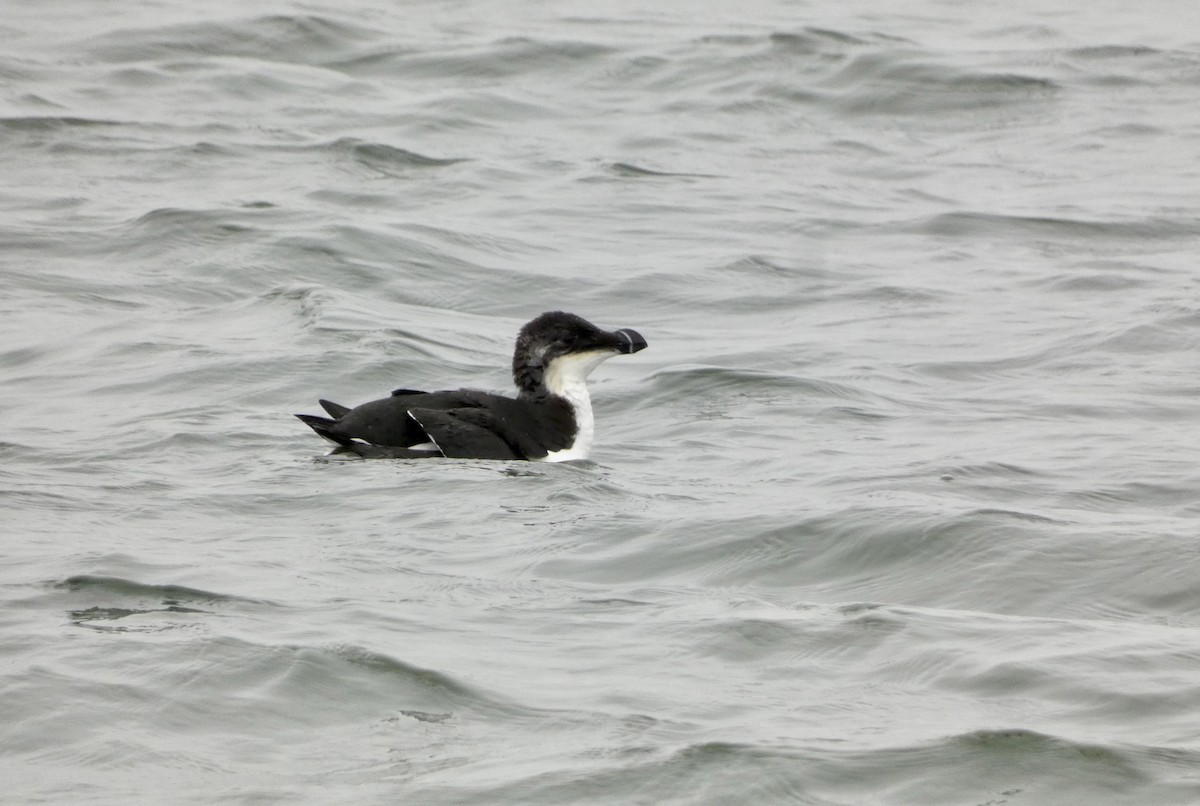 Razorbill - ML613222273