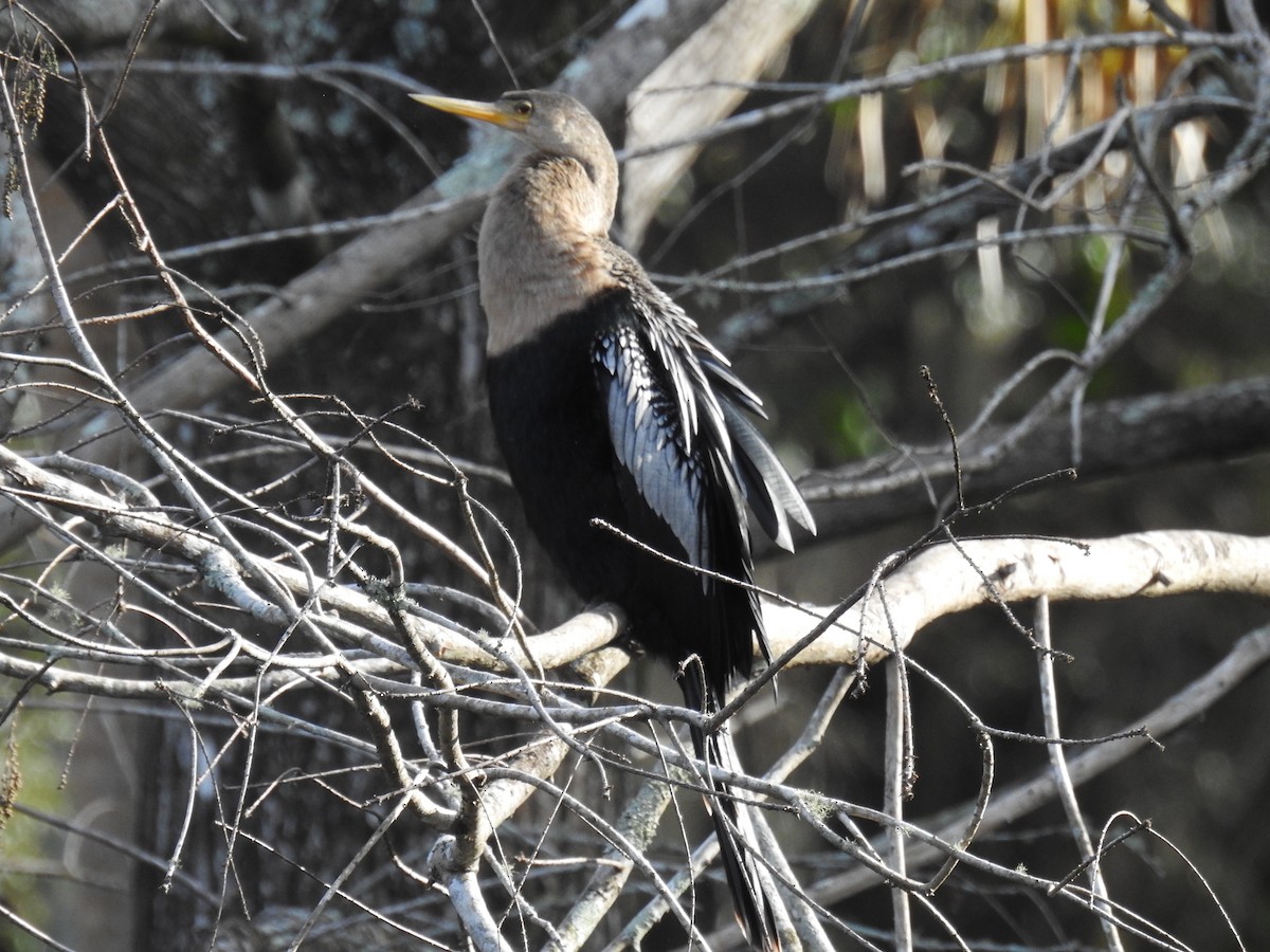 Anhinga - ML613222276