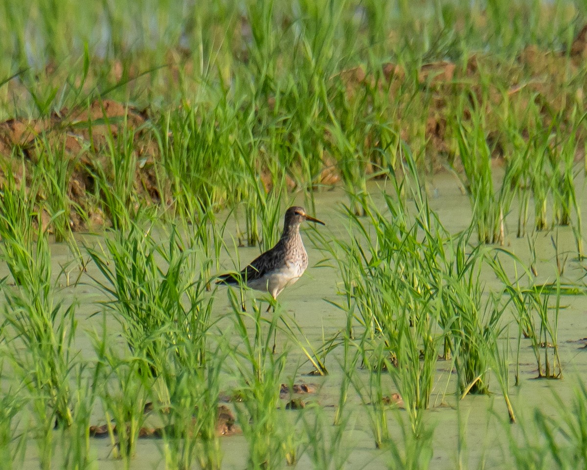 Graubrust-Strandläufer - ML613222349