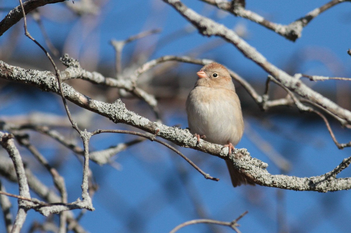 Field Sparrow - ML613222368