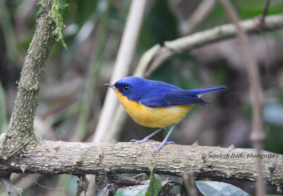 Pygmy Flycatcher - ML613222375