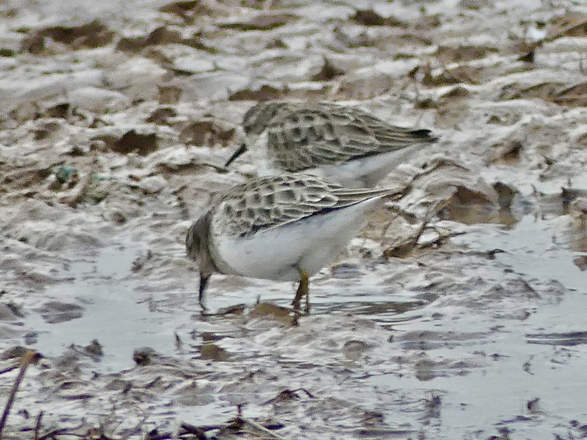 Least Sandpiper - ML613222410