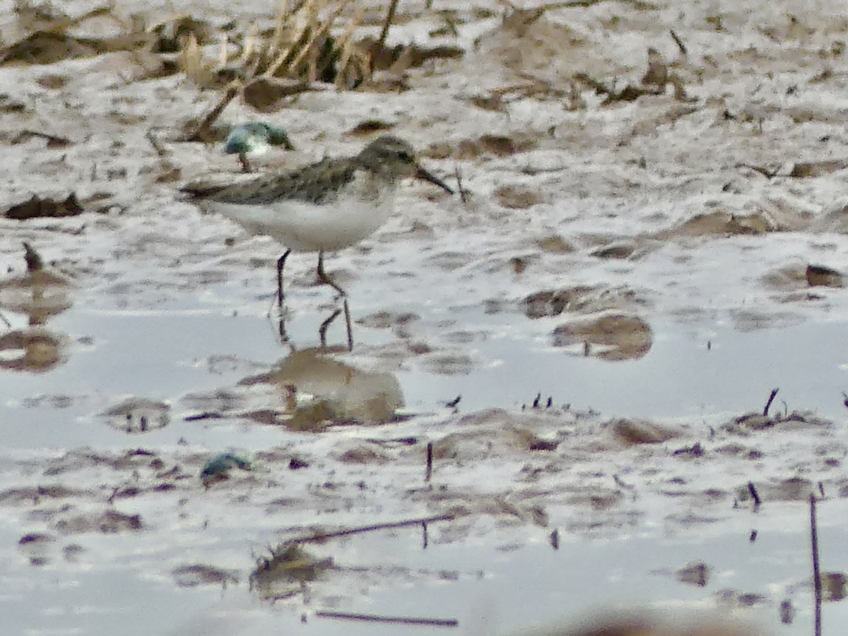 Least Sandpiper - ML613222411