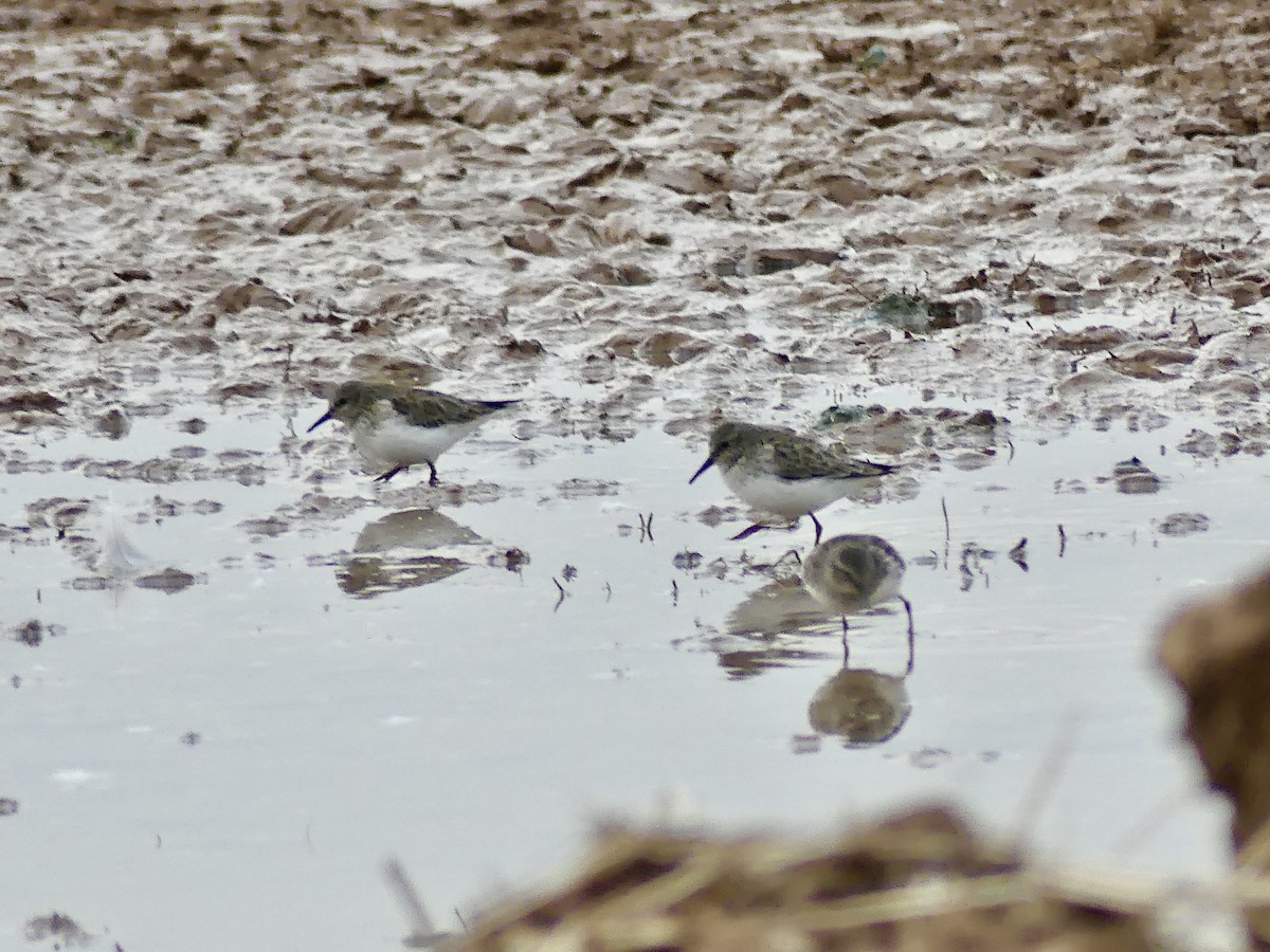 Least Sandpiper - ML613222412