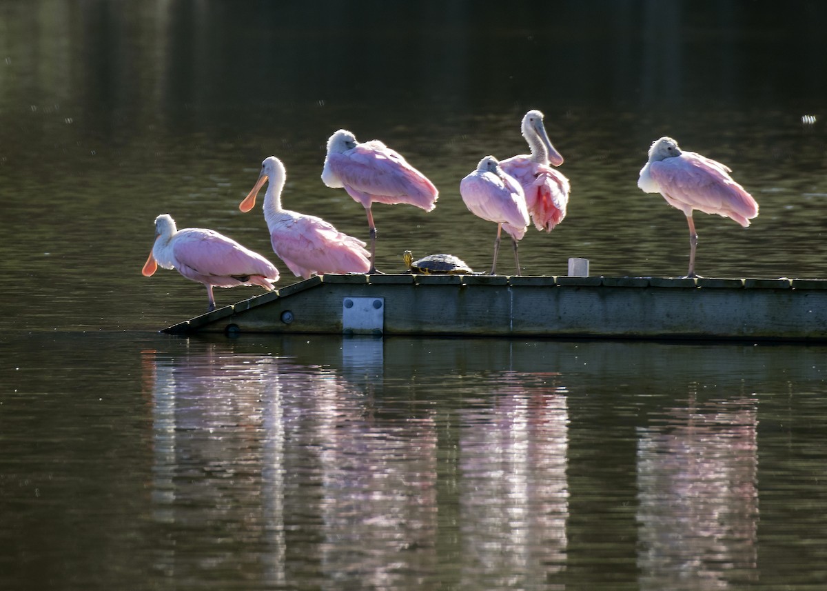 Roseate Spoonbill - ML613222549