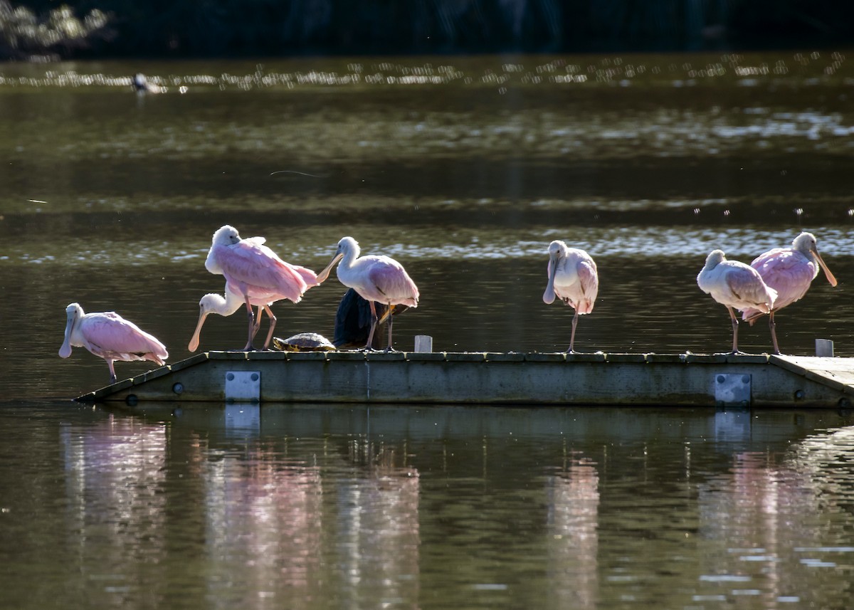Roseate Spoonbill - ML613222550