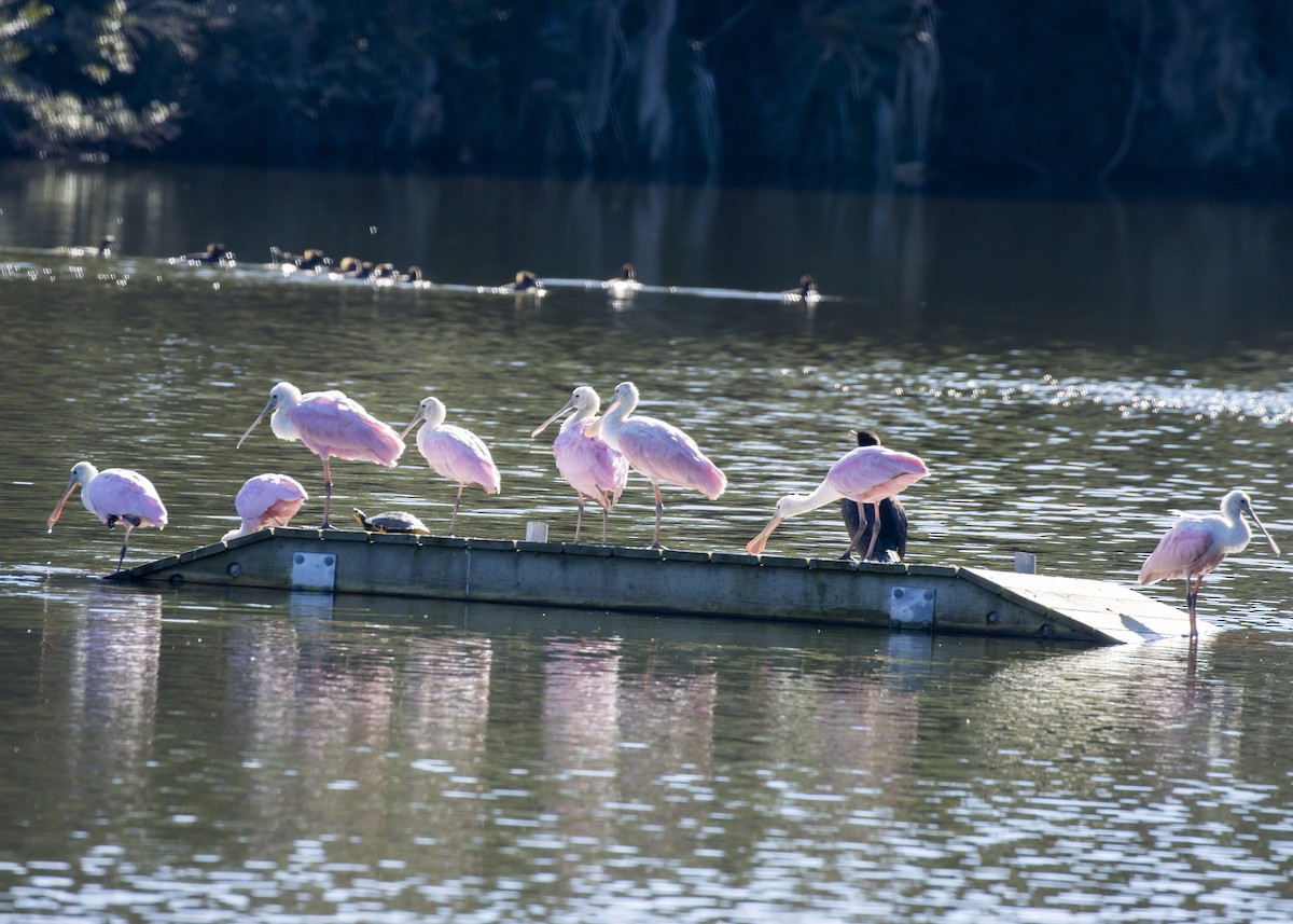 Roseate Spoonbill - ML613222553
