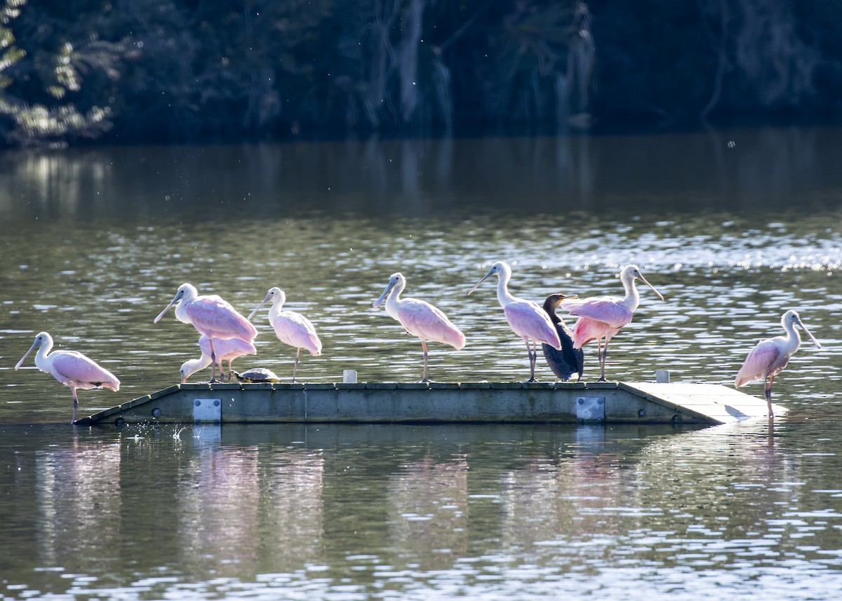 Roseate Spoonbill - ML613222555