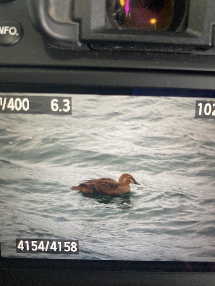 King Eider - ML613222703