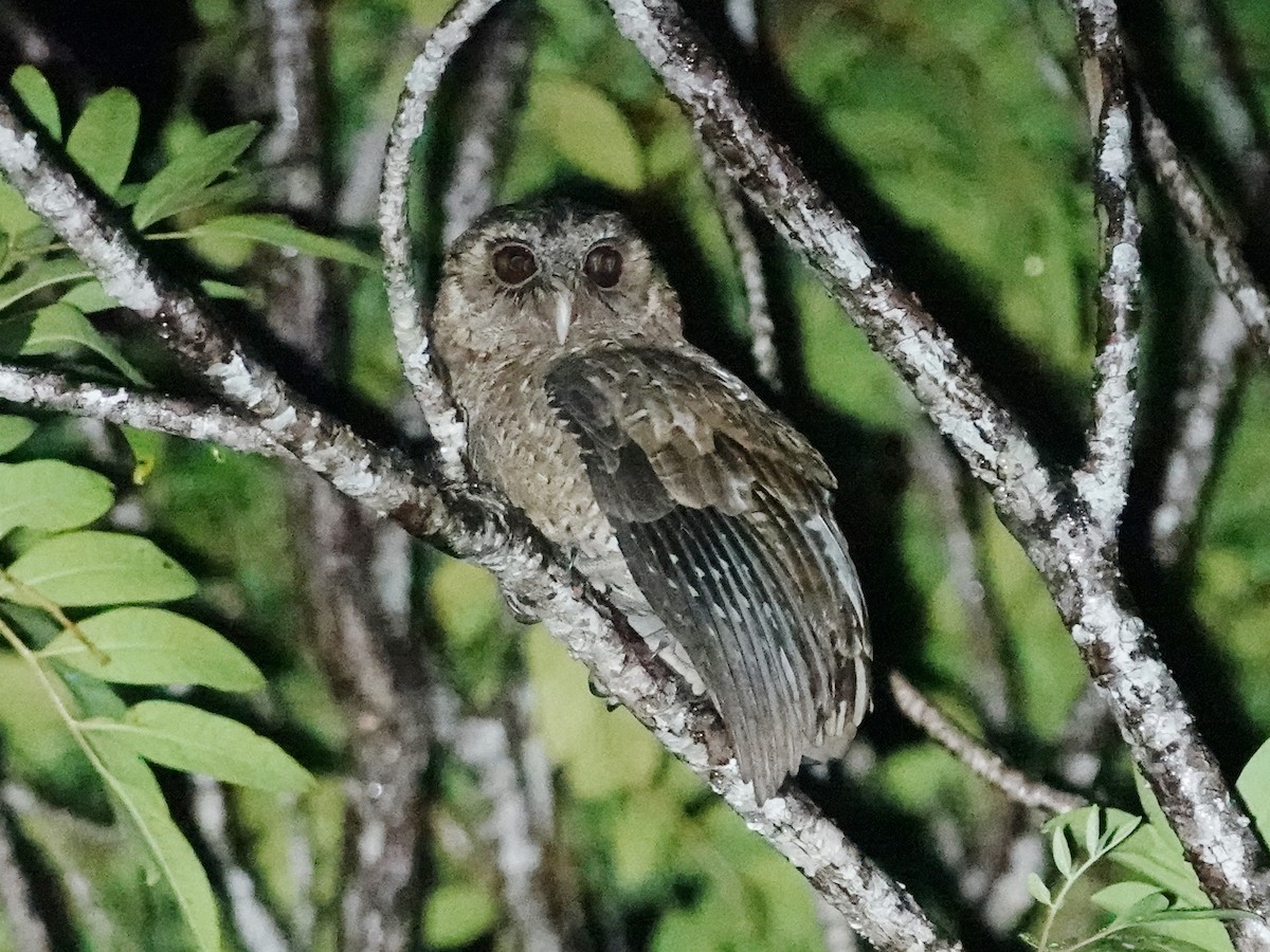 Palau Scops-Owl - ML613222706