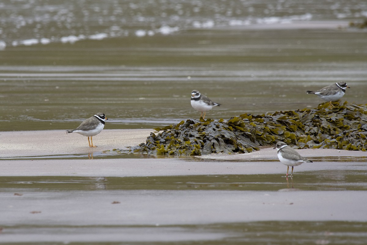 Common Ringed Plover - ML613222813